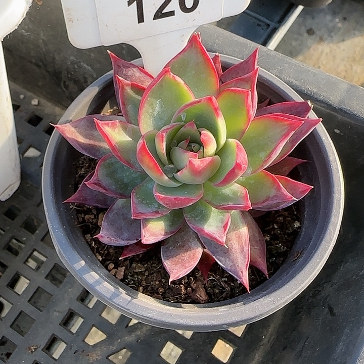 120 惊鸿仙子多肉植物6-9cm