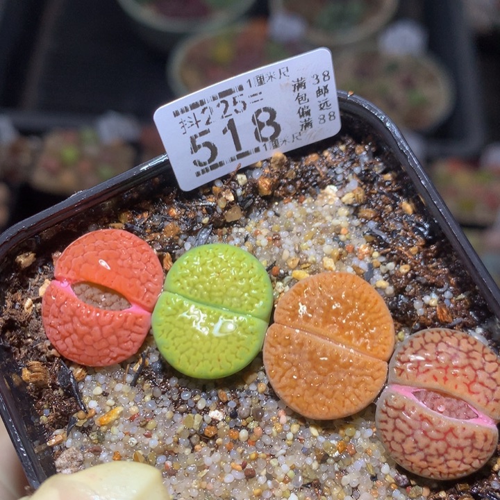 精品生石花225.518