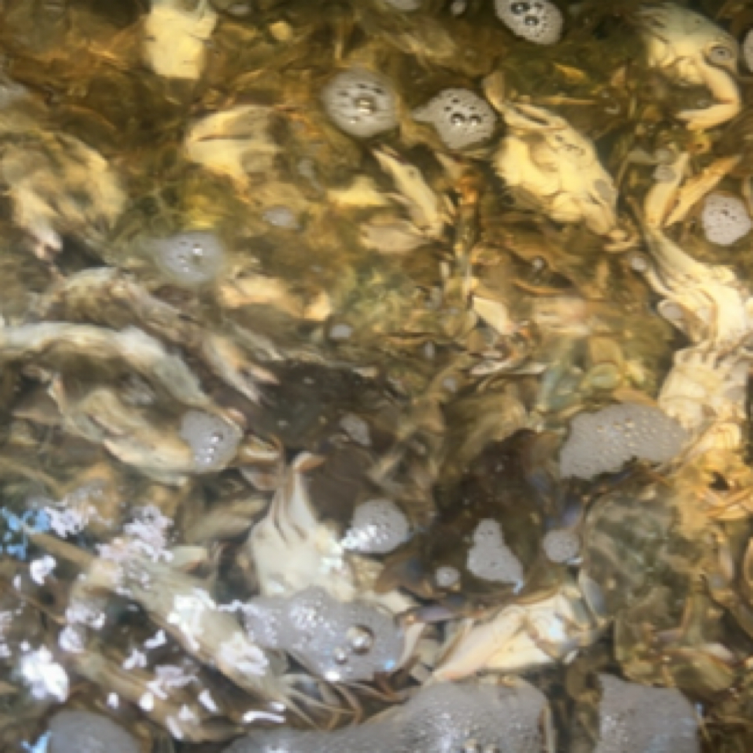 大母花盖 涮锅 清蒸 辣炒 