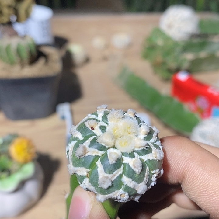 最***狼琉璃v字三角嫁接哈哈