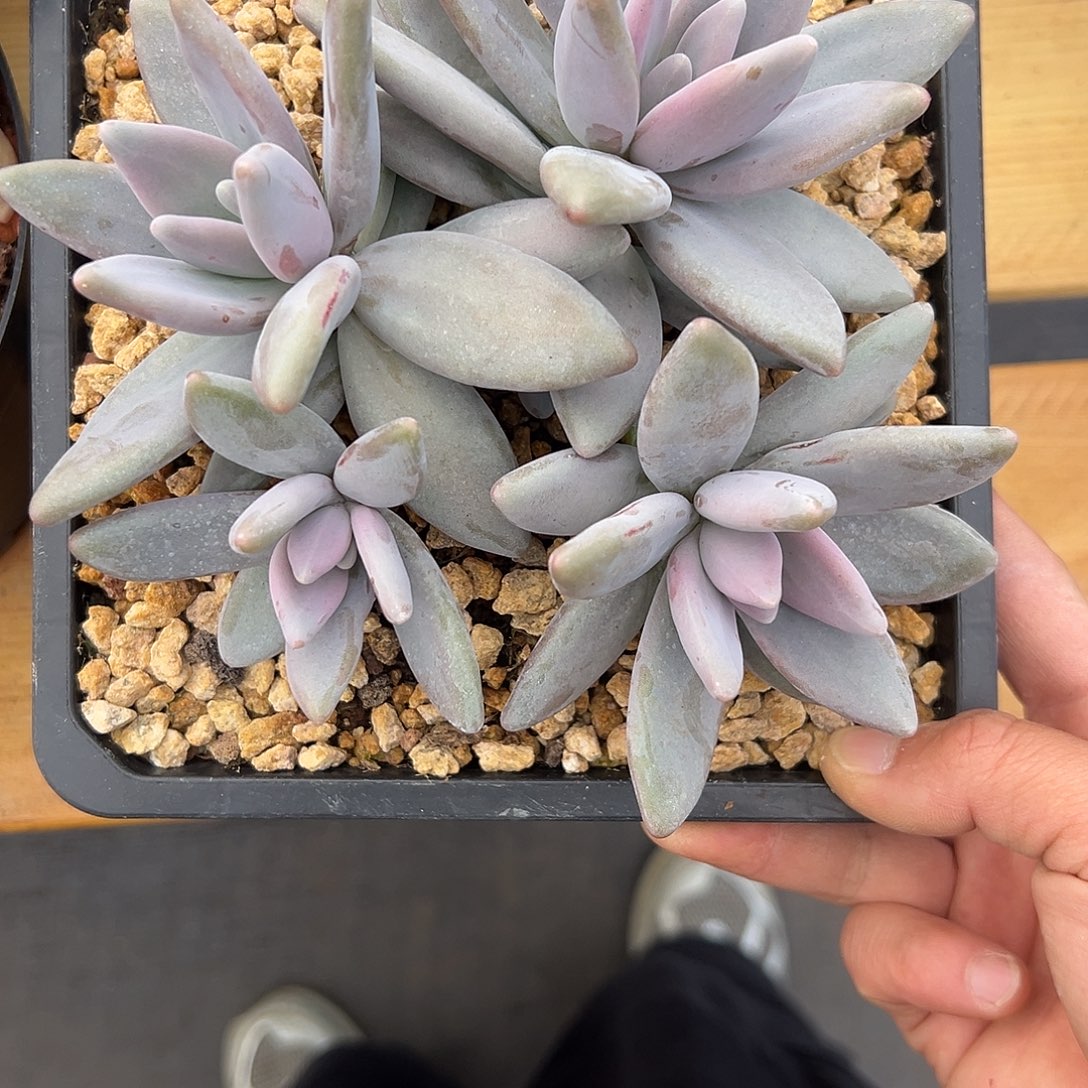 6企鹅。   多肉。    