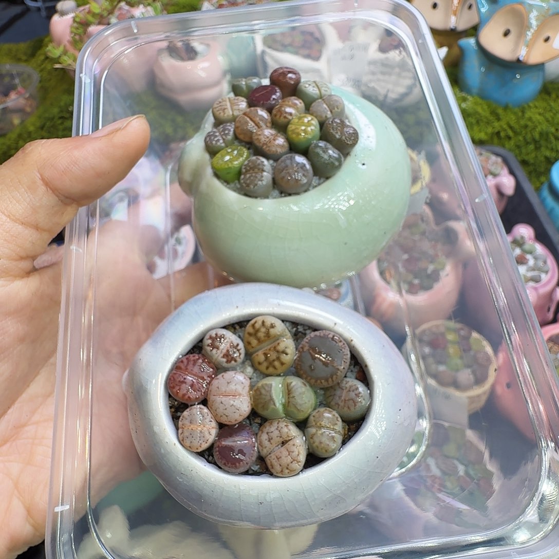 园***园多肉植物福利冲1265