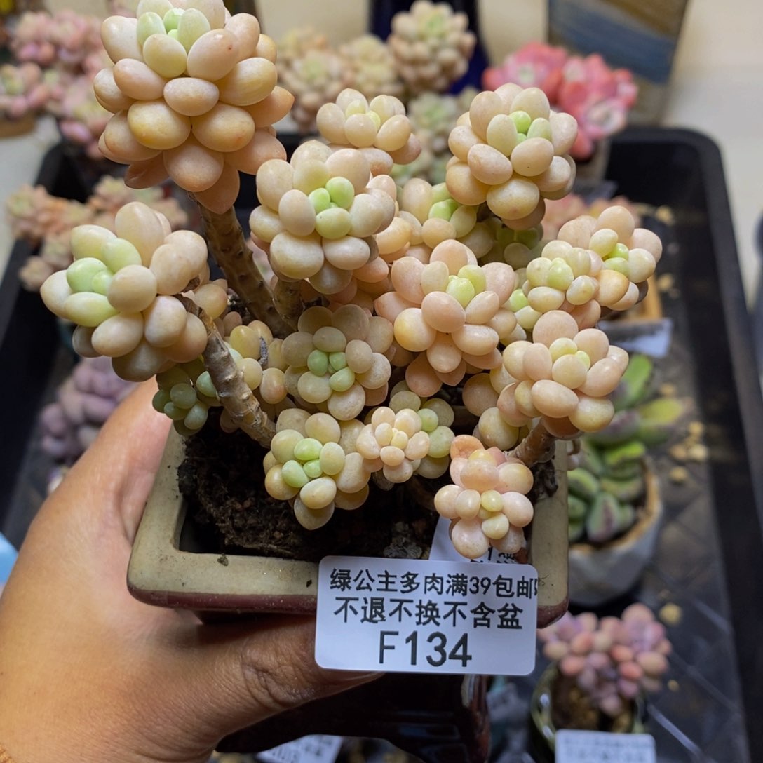 134鱼子酱多肉8c m