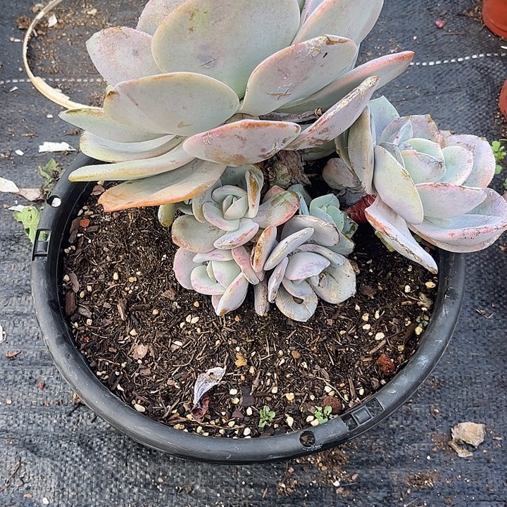 冰***淋奶茶群生，一物一拍