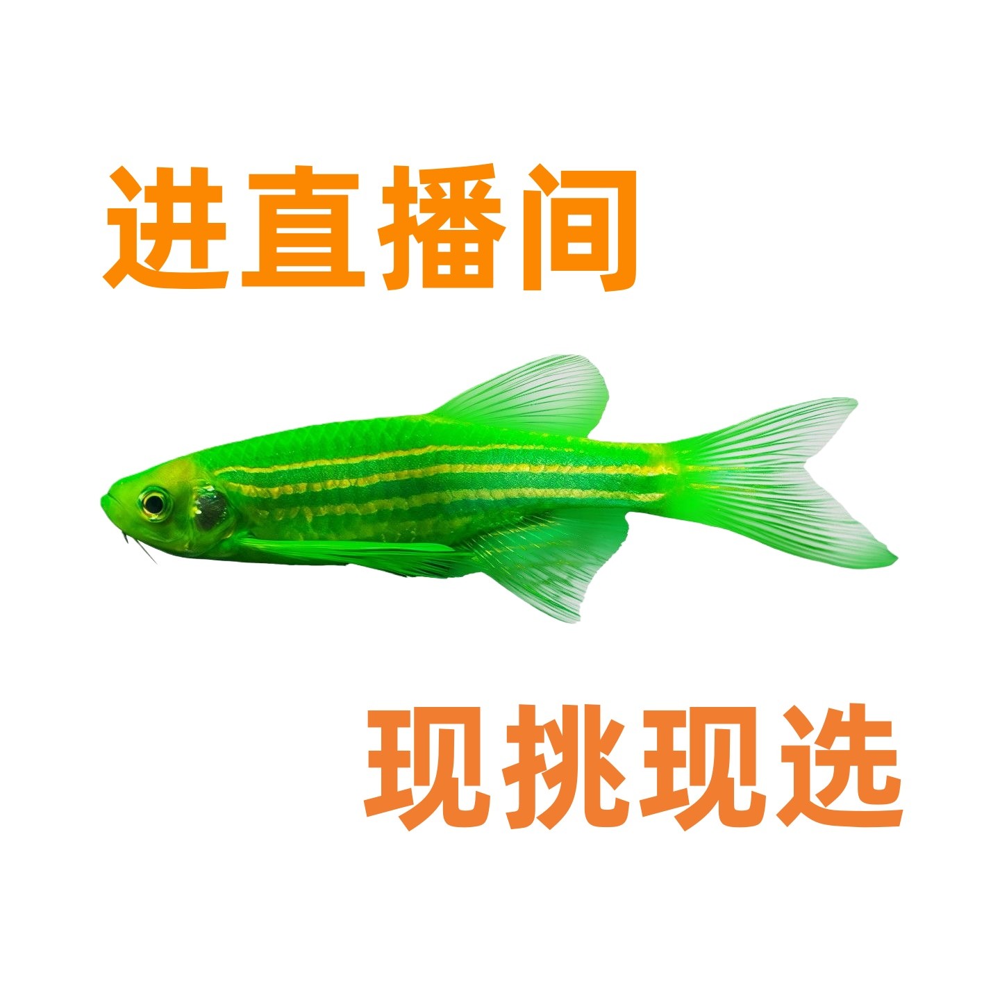 直播间福利专属链接活体小型观赏鱼宠物鱼