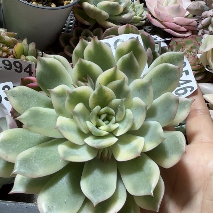 爱拉卡锦多肉植物