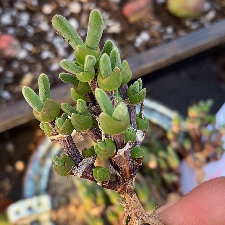 1316老桩兔子一颗。      