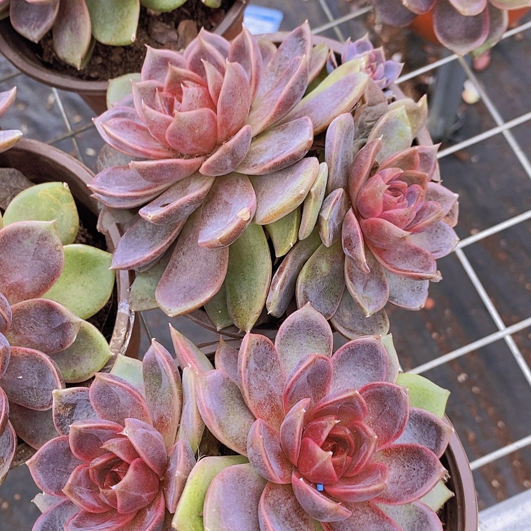 2盆巧克力慕斯 双头起发 