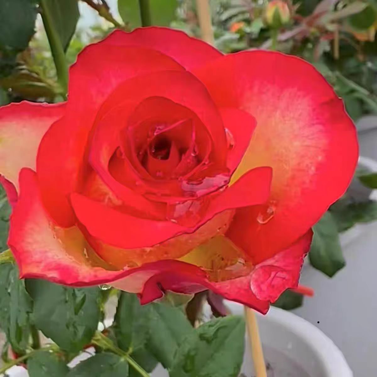 空竹月季花苗开花特大花红玫瑰花室内阳台四季盆栽花卉植物树绿植