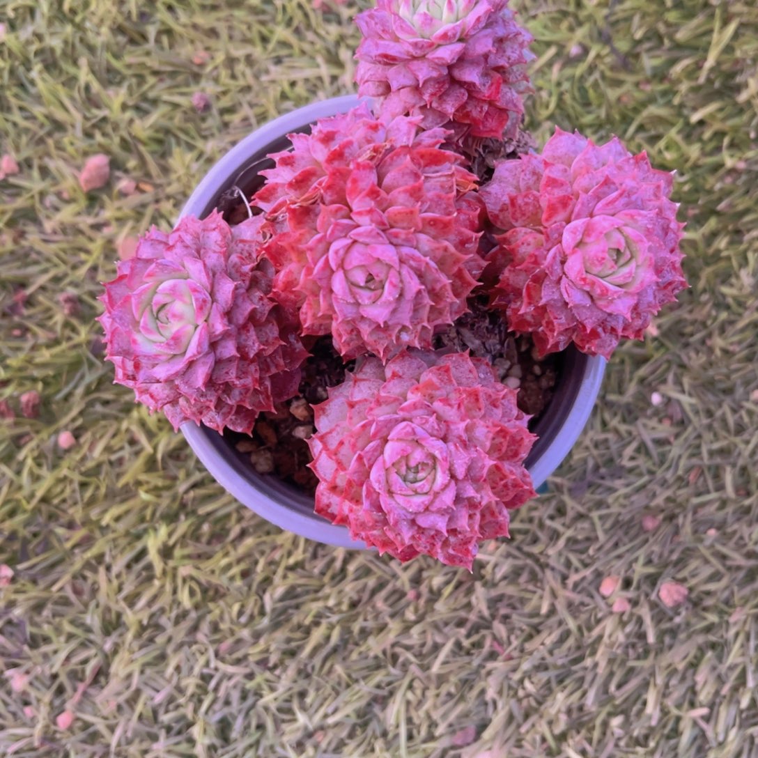 朱砂痣11公分9998888888