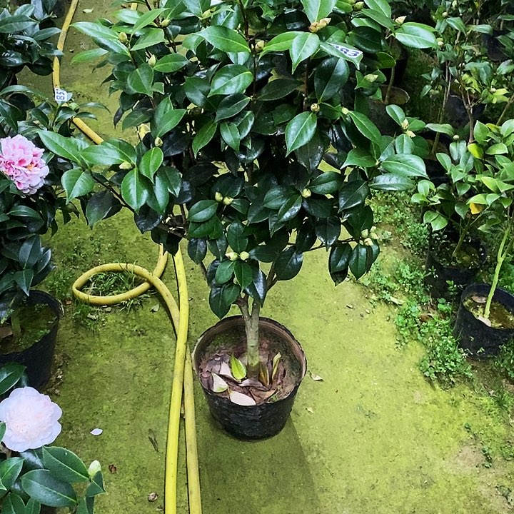 白瑞奇。  883。      