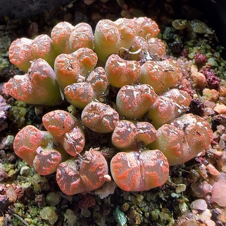 金黄色窗勋章。          63469