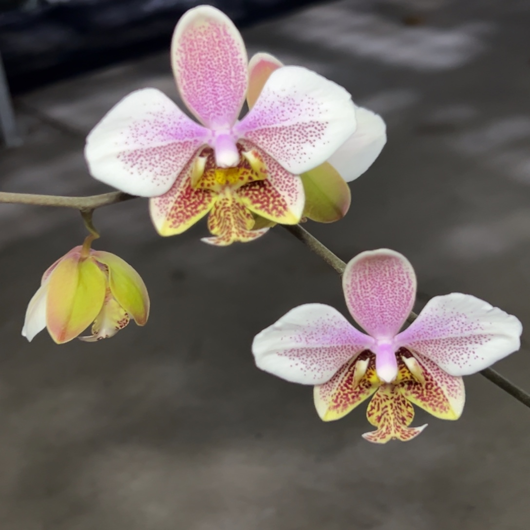 宽***人完全开放l538三寸ys1195