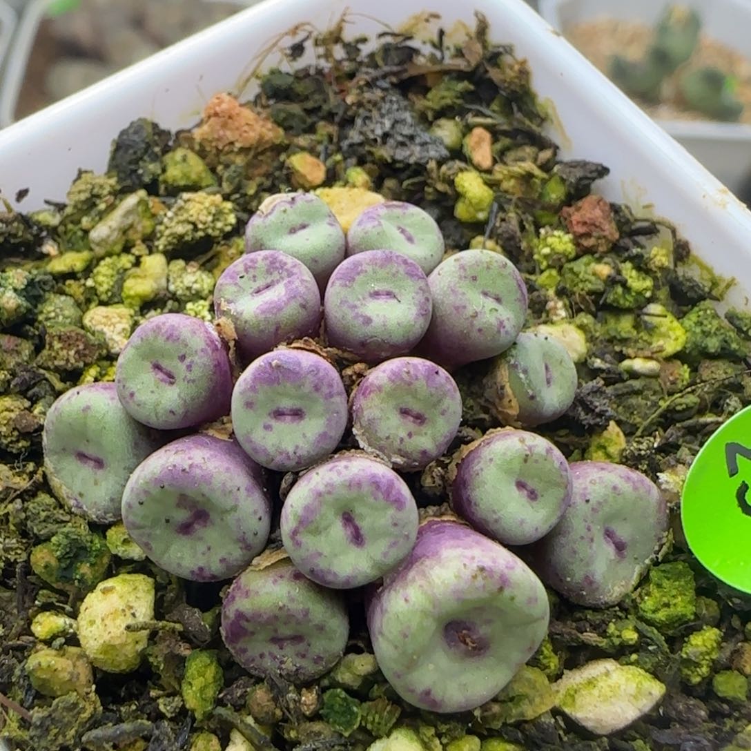 小红嘴群多肉植物235