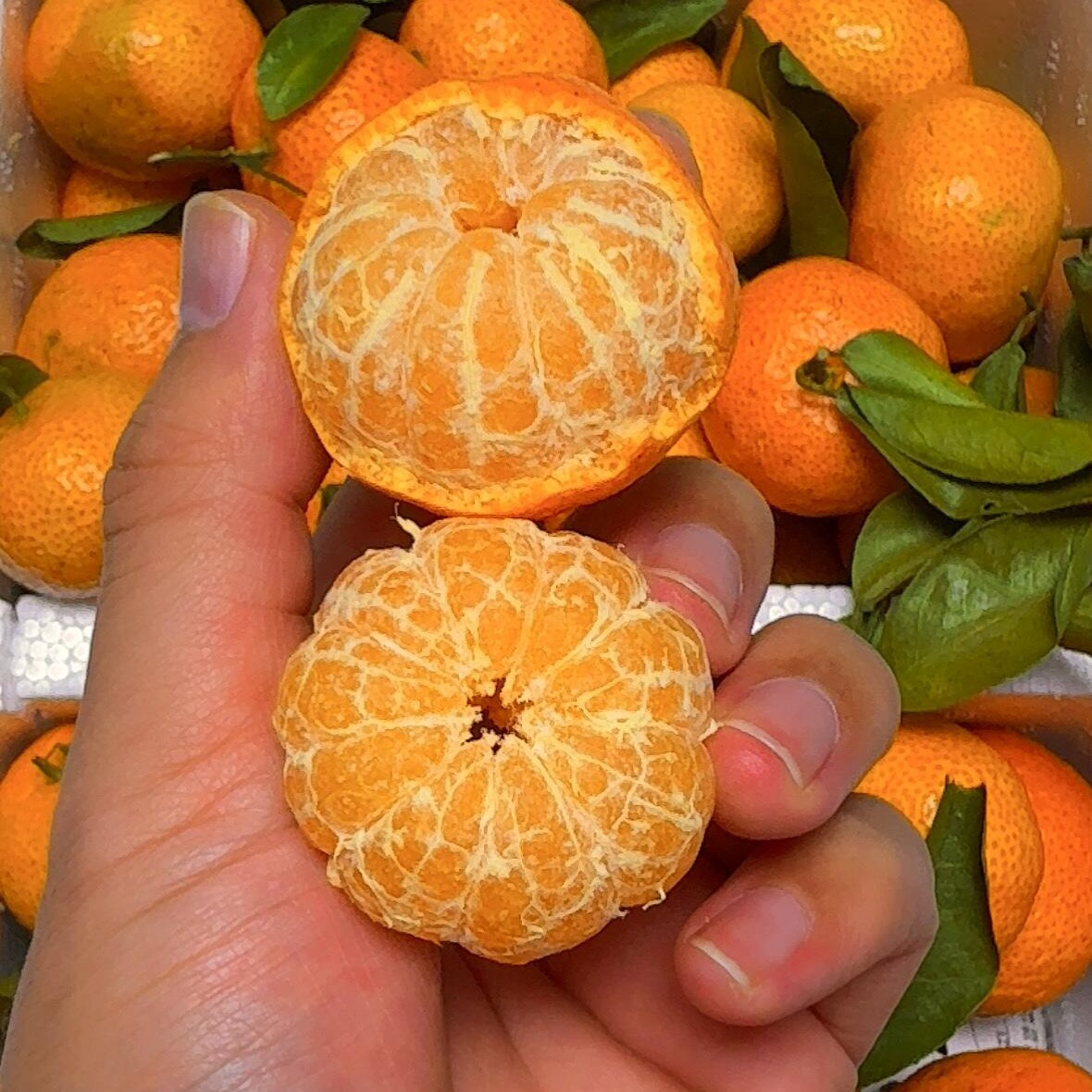 【京东顺丰包邮】广西桂林砂糖橘皮薄肉厚汁水多正宗老沙糖桔次日达广西壮族自治区