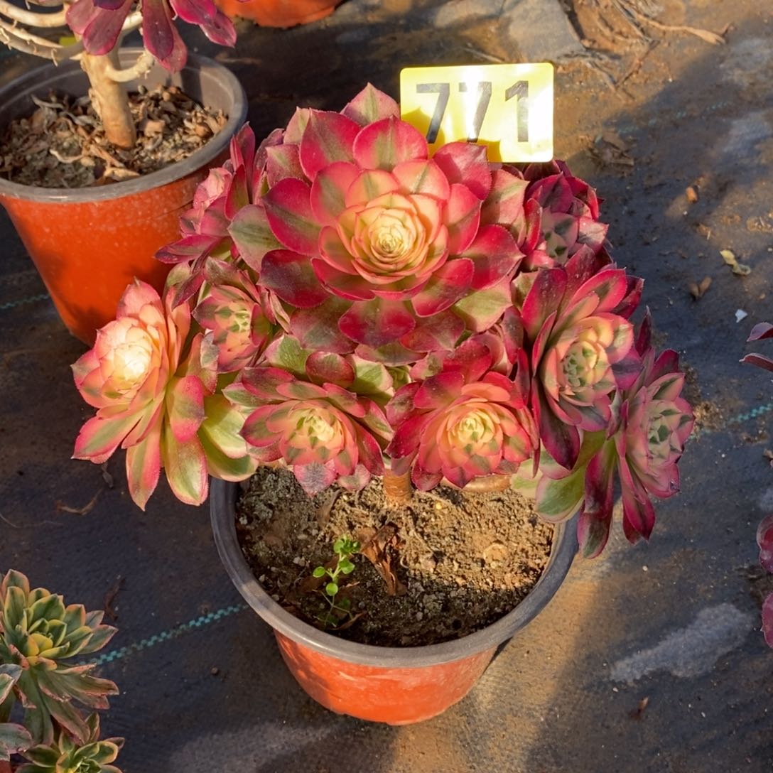 梅*雨青城多肉法师771