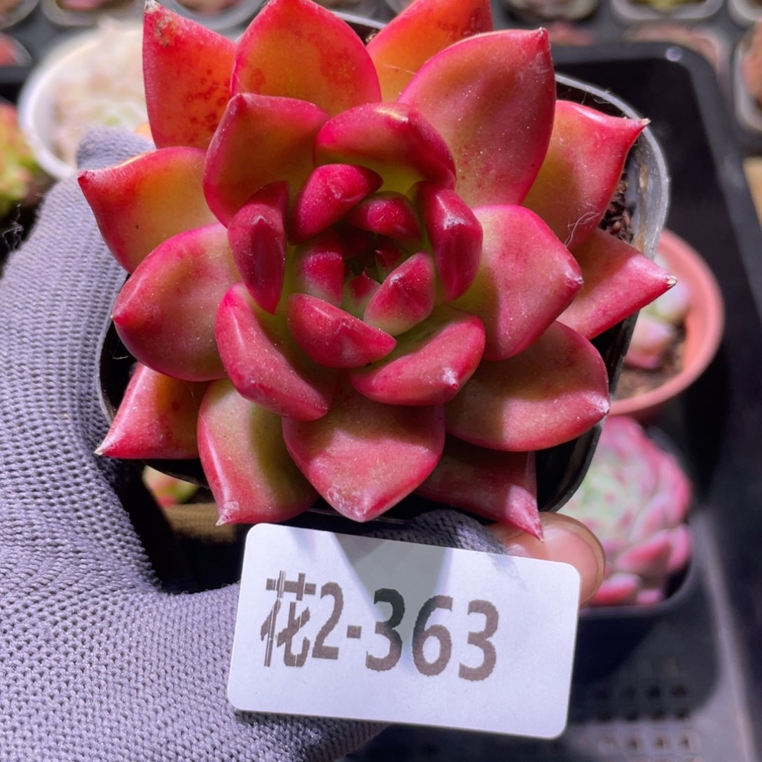 花利美2-363阿姆斯壮
