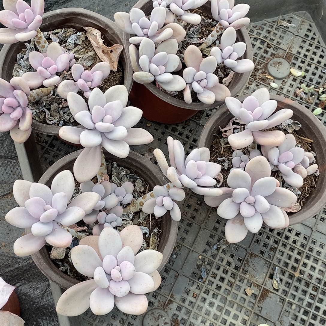 桃蛋4盆多肉脱土发货