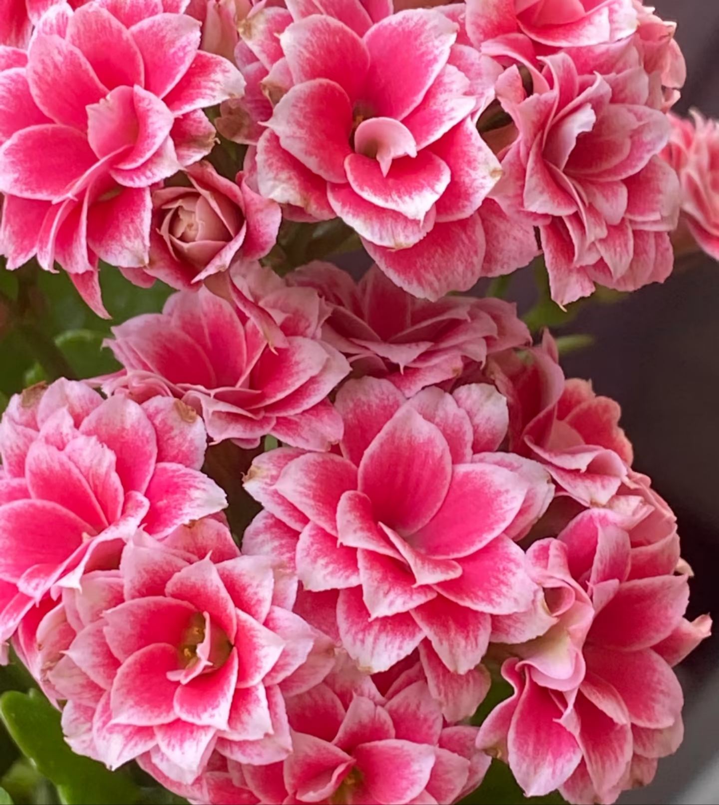 圣诞之夜，100原盆原土