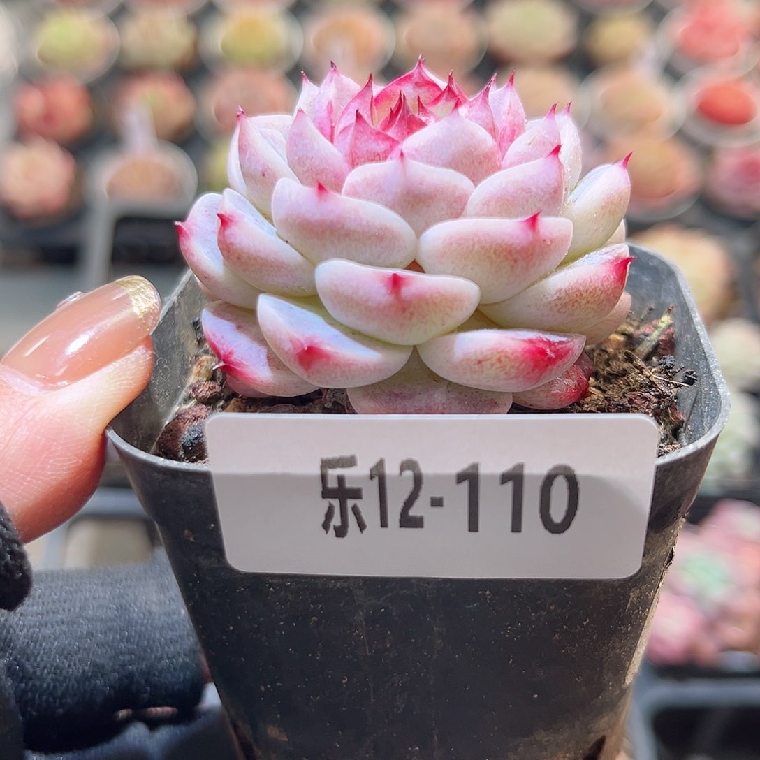 乐12-110 天鹅绒单头