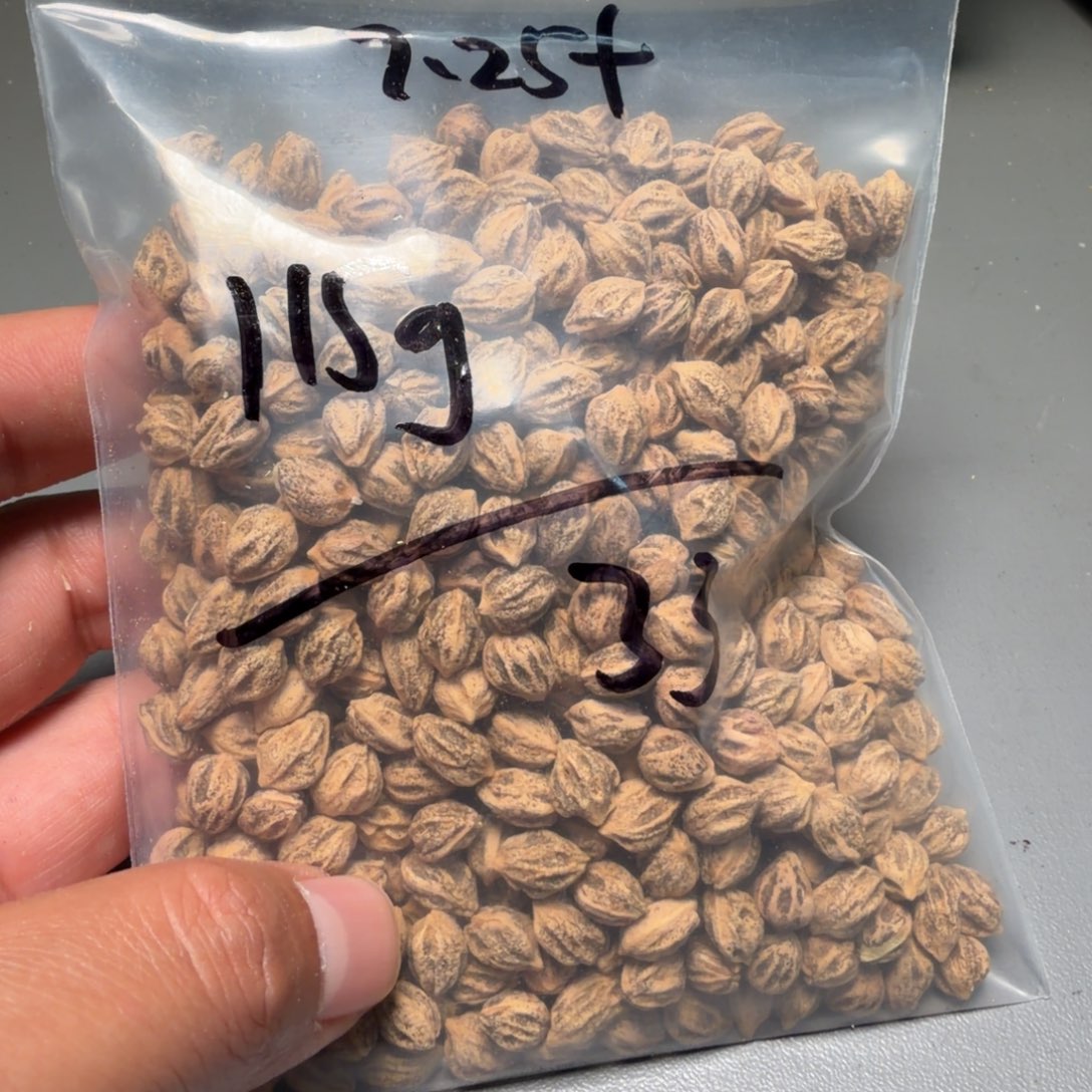 吊坠柏香籽/百香籽时****待