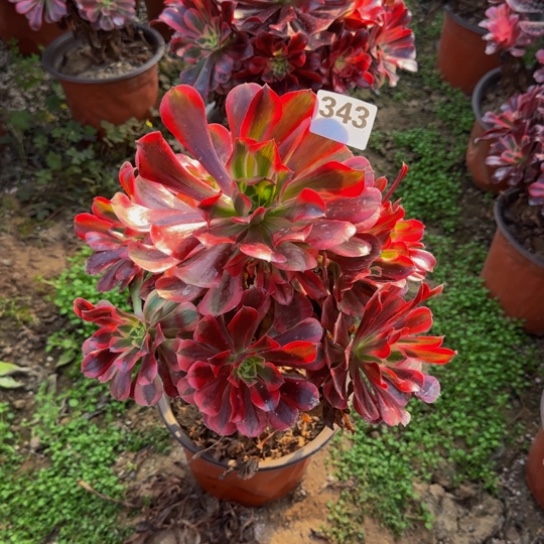 美杜莎10号棚343多肉植物