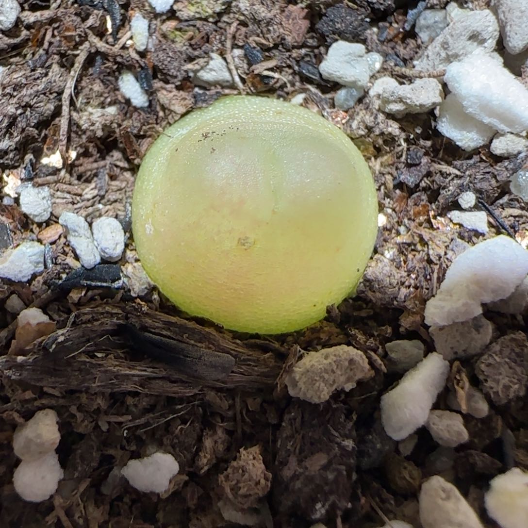 肉锥多肉植物百科2-日式拉登有疤1659