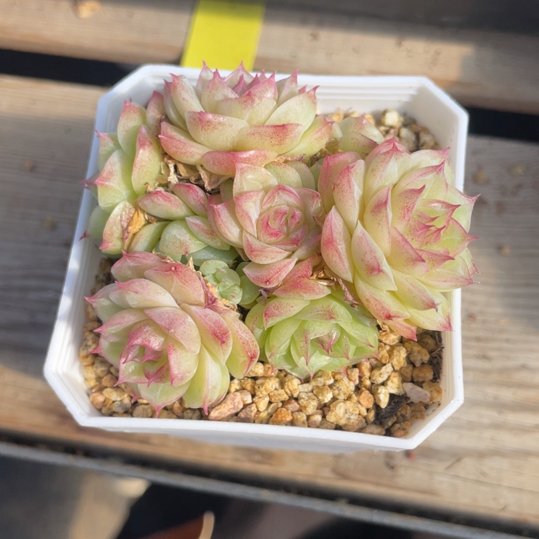 优选潘多拉福利1666