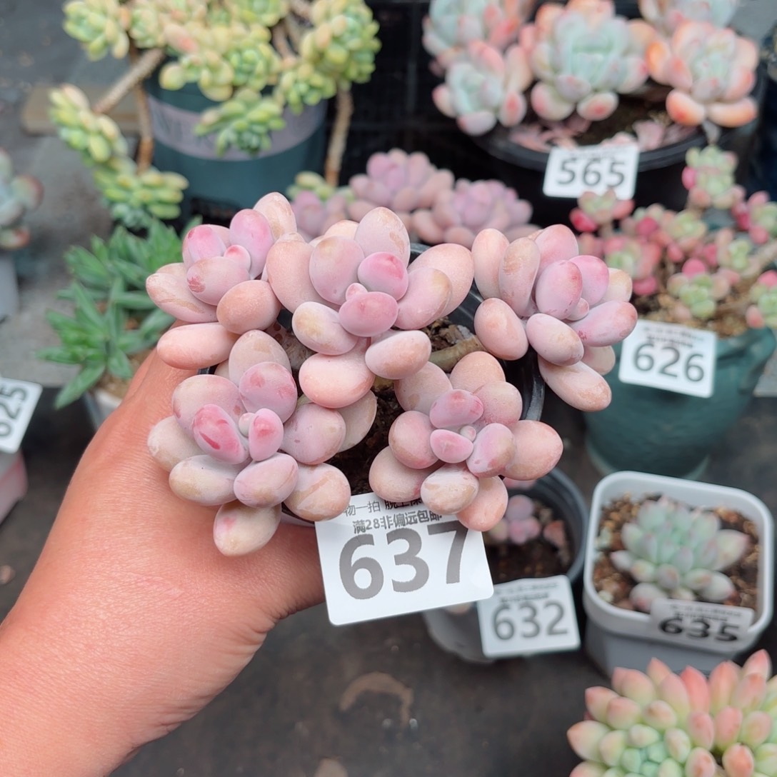 糖果桃蛋5头无盆土发货