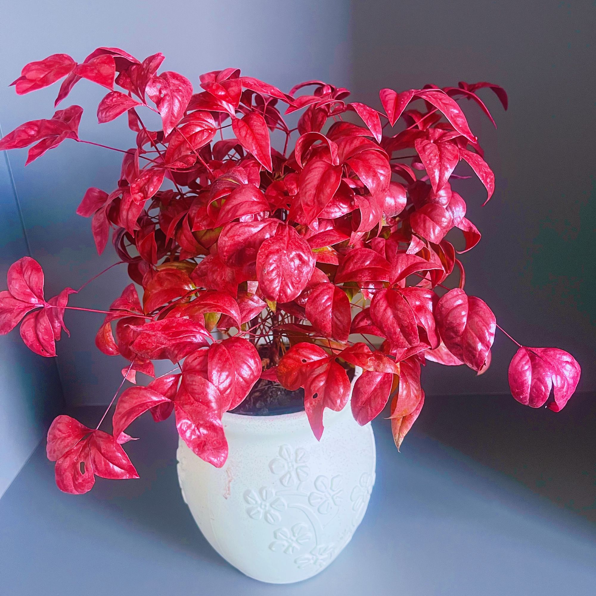 越冷越红【火焰南天竹】年宵花南方北方阳台客厅办公室好养绿植