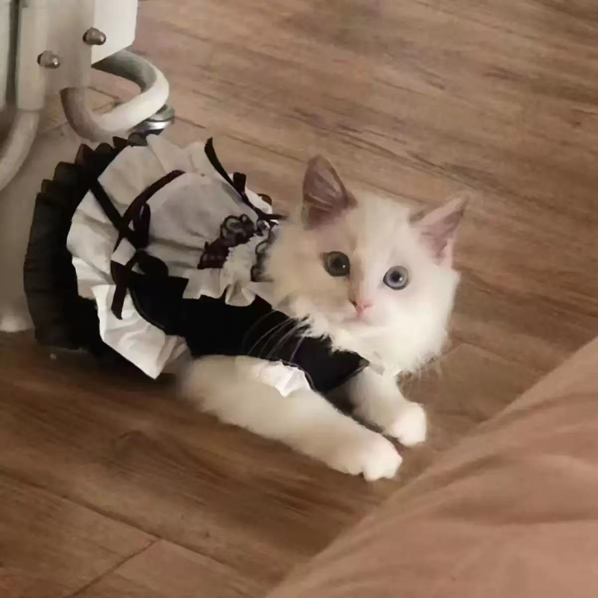宠物女仆装猫猫狗狗公主裙可爱猫咪衣服黑色公主裙洛丽塔