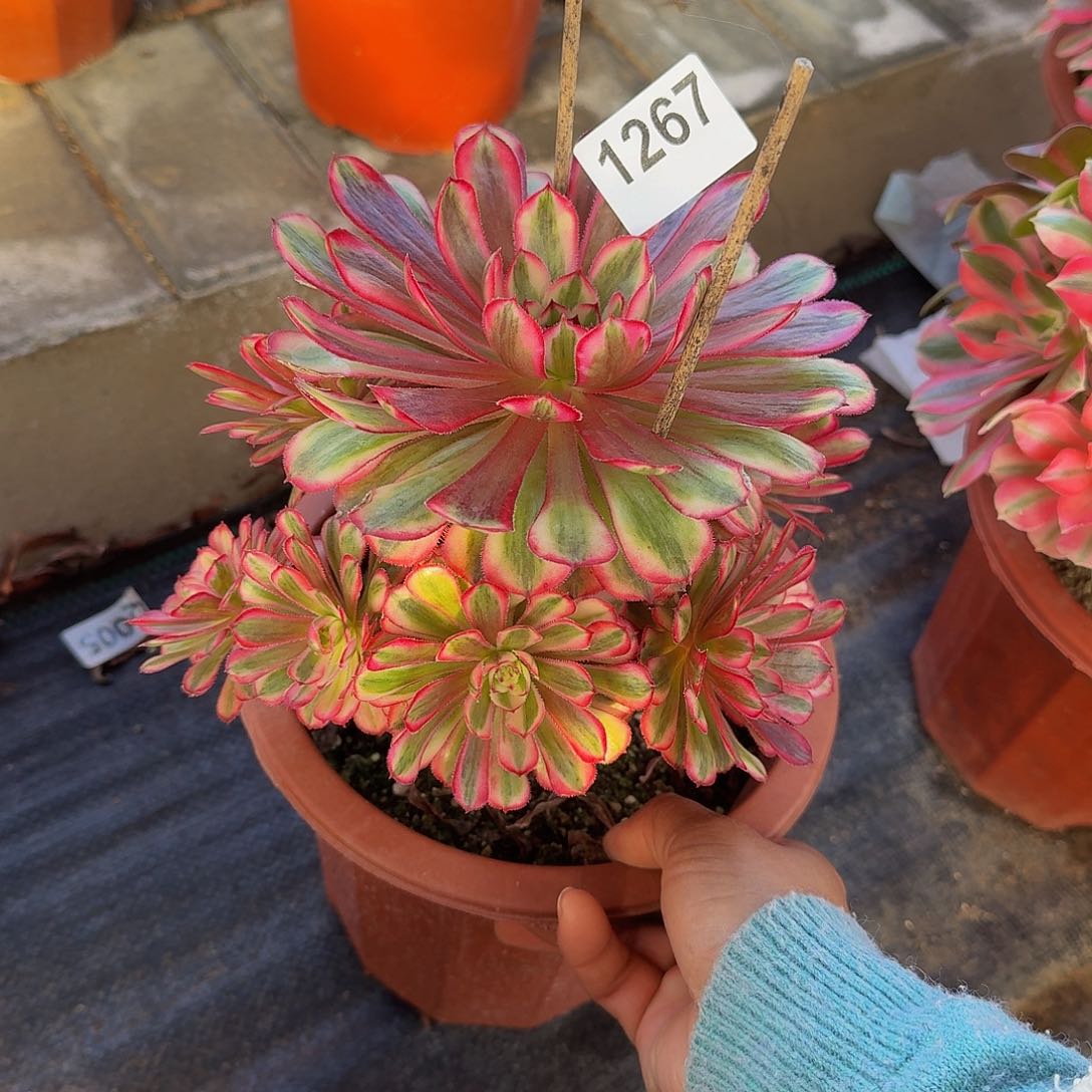 全部花朵念**忘1367白月光44冠服18左右小颗的