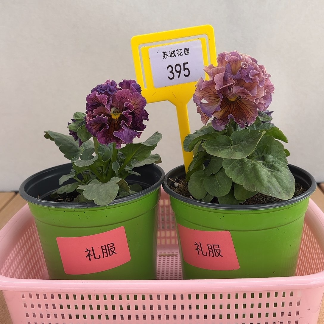 大部分开放少量花苞395