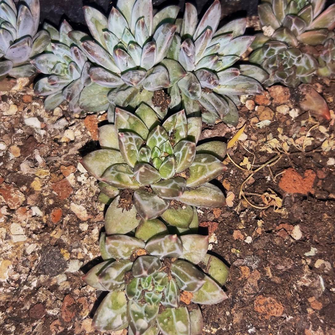 贵***店桔云多肉美人精品系列