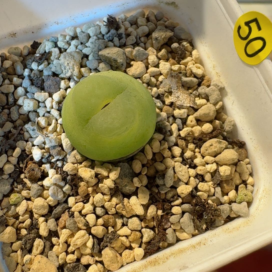 姬**君50......多肉...