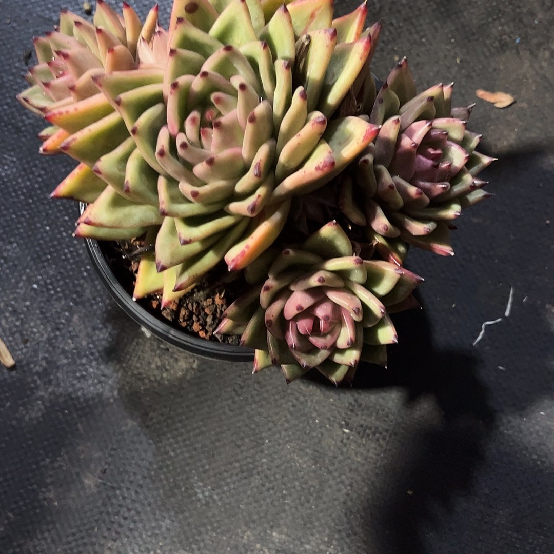 咖****东云杂群多肉植物