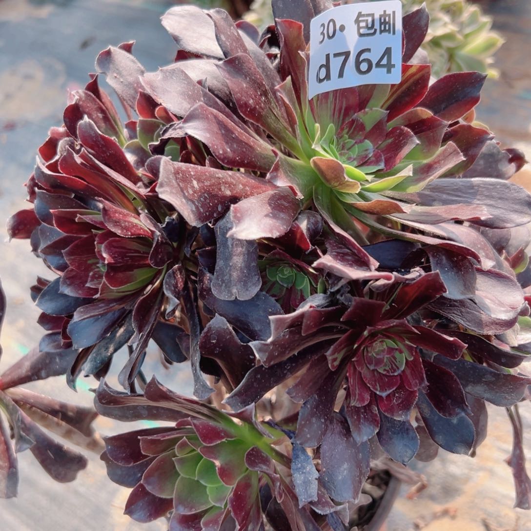 764 欧若拉多肉法师