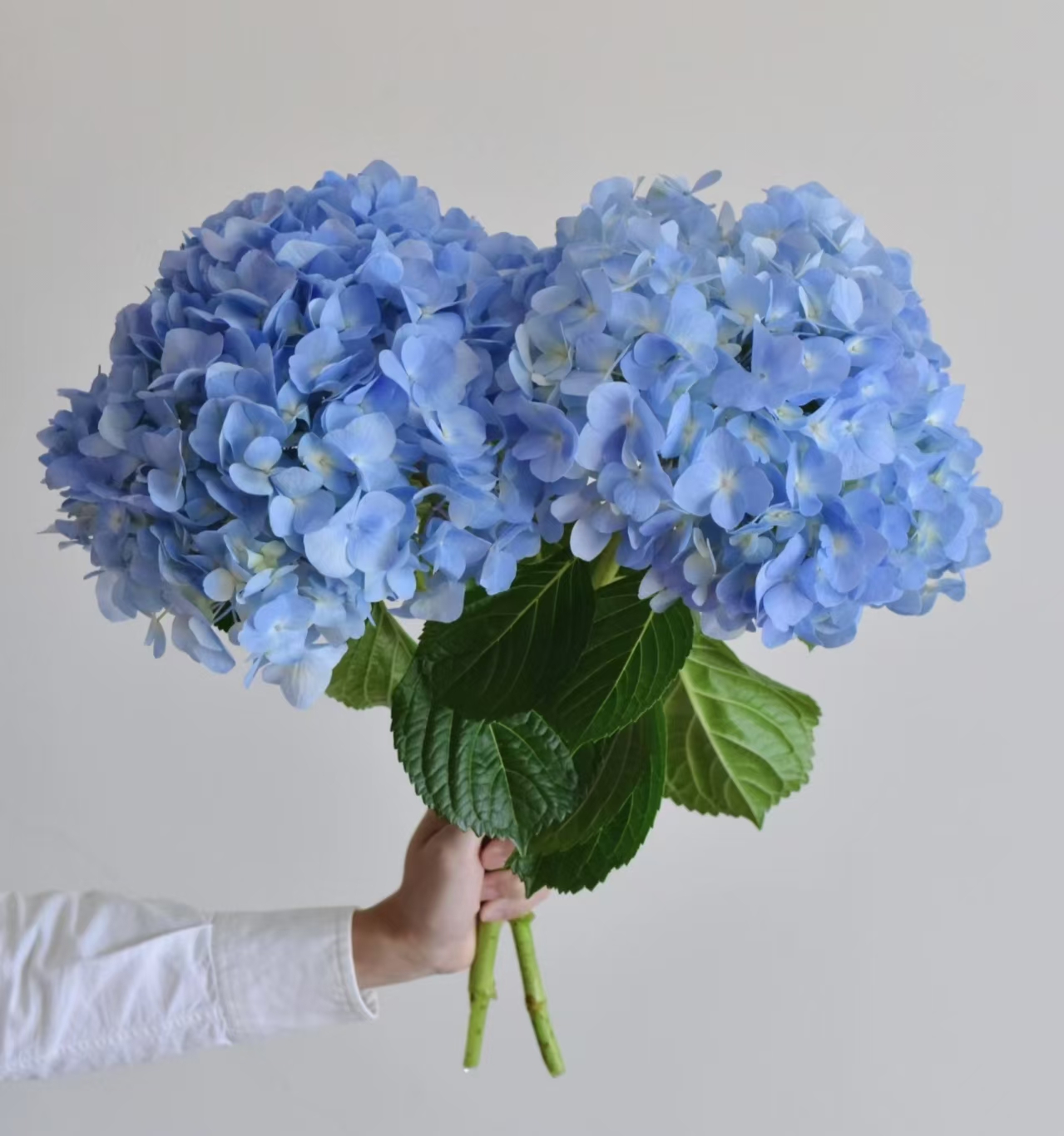 荷兰皇室安妮蓝色绣球鲜花老枝开花家居装饰插花水养年宵花餐桌