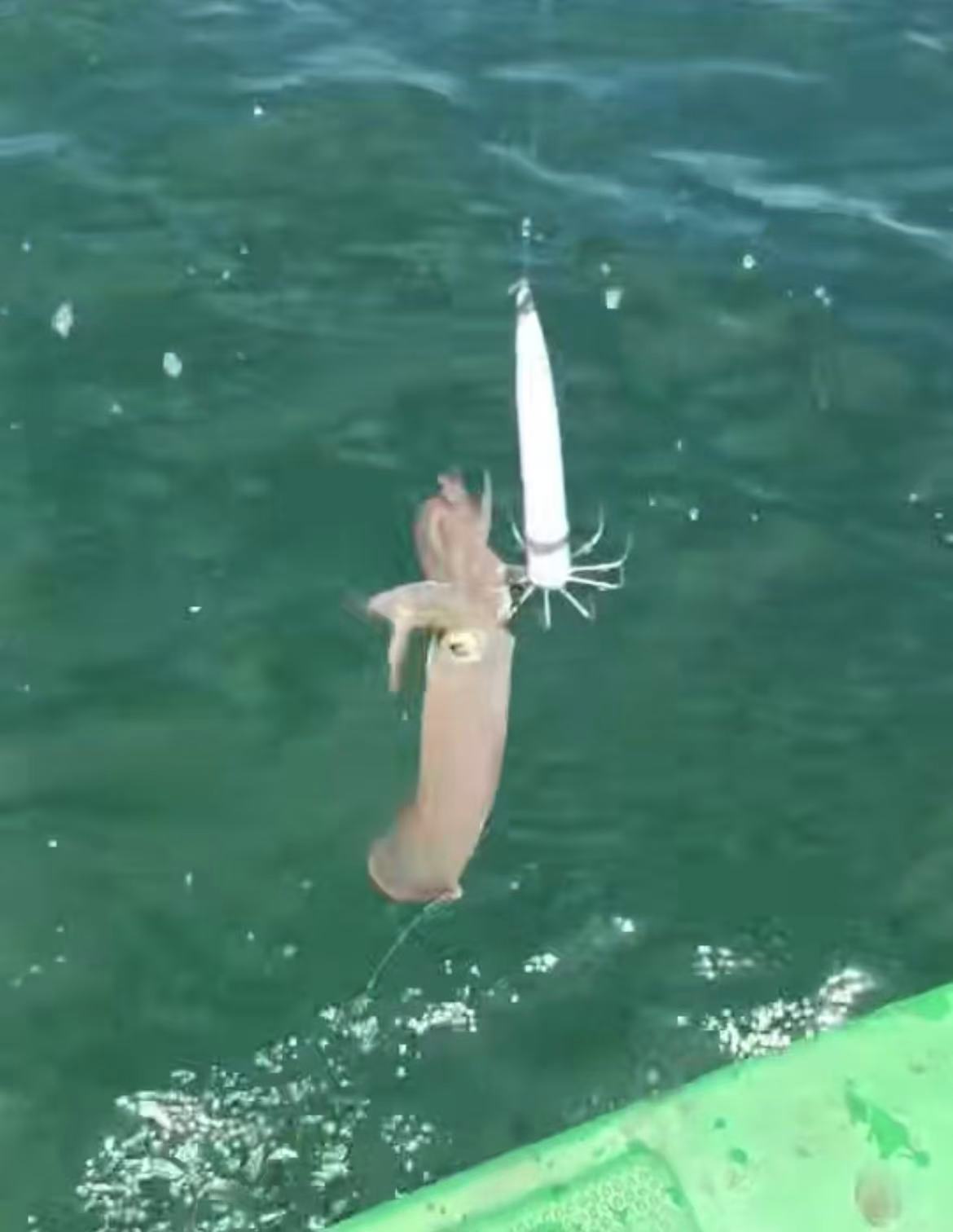 千年渔港海钓大鱿鱼