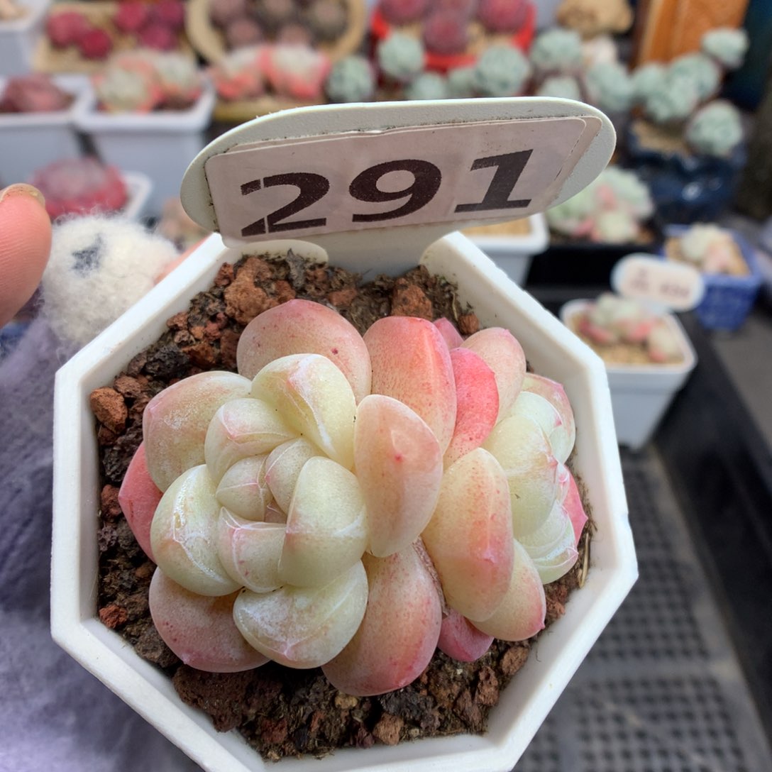 291冰玉多肉植物