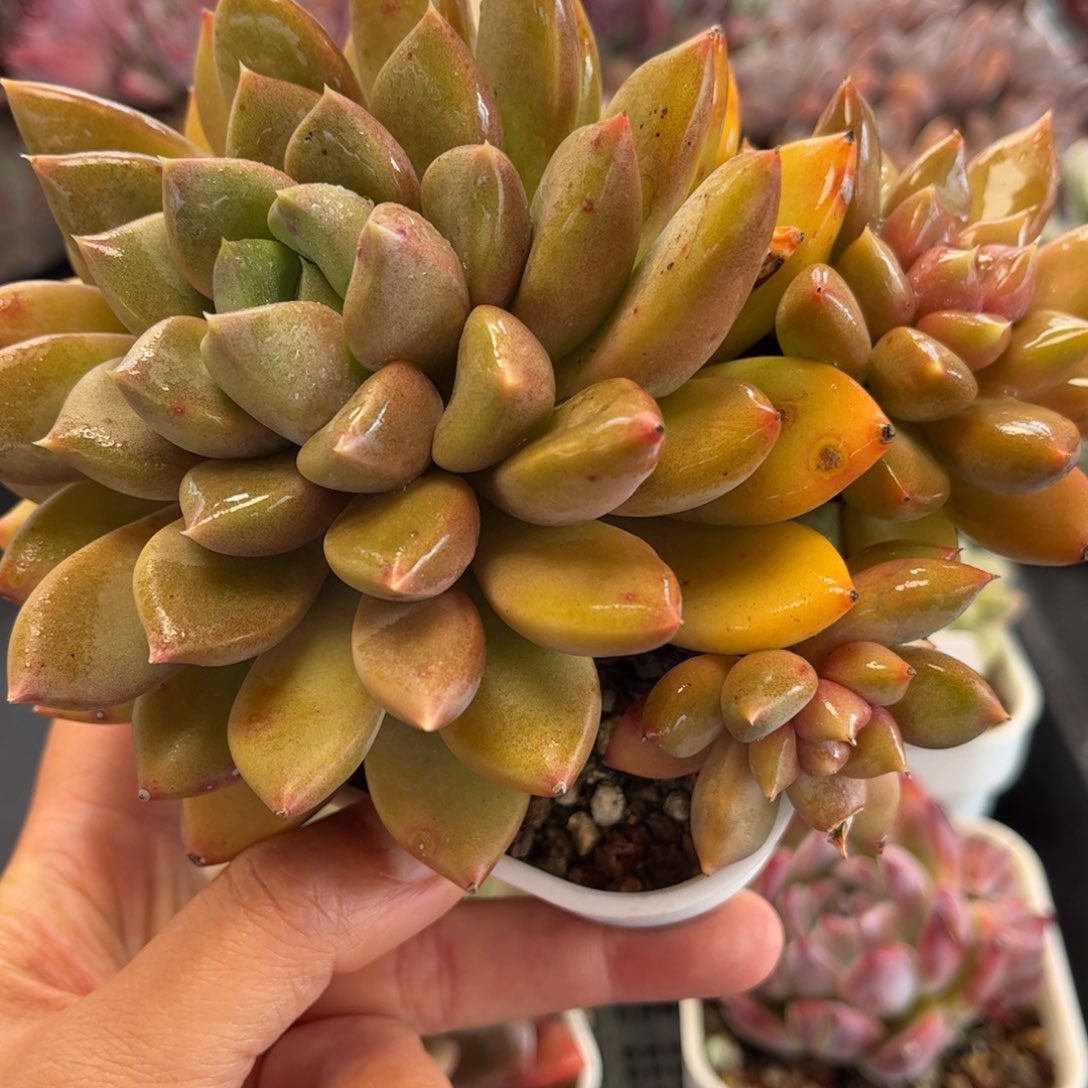 2374 满30包邮天冷地区必拍保温箱