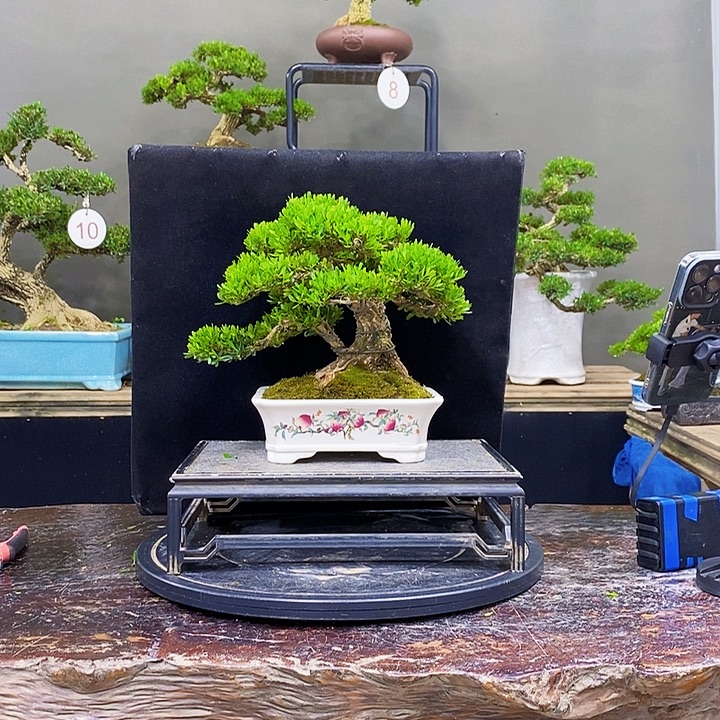 无花朵黄杨盆景四季常青