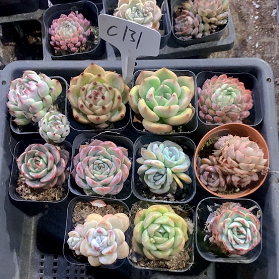 131号多肉植物园艺