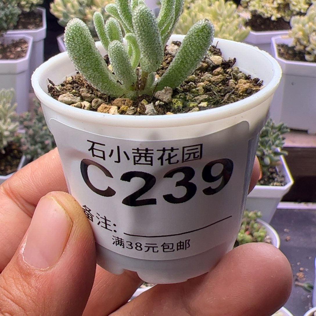 多肉植物枝干超紫