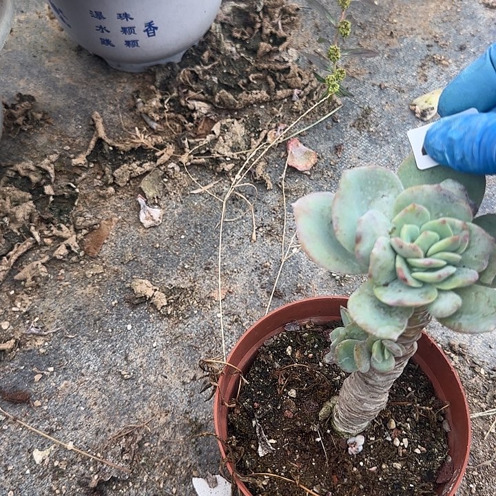 不*406不售后白凤脱土发货不退不换