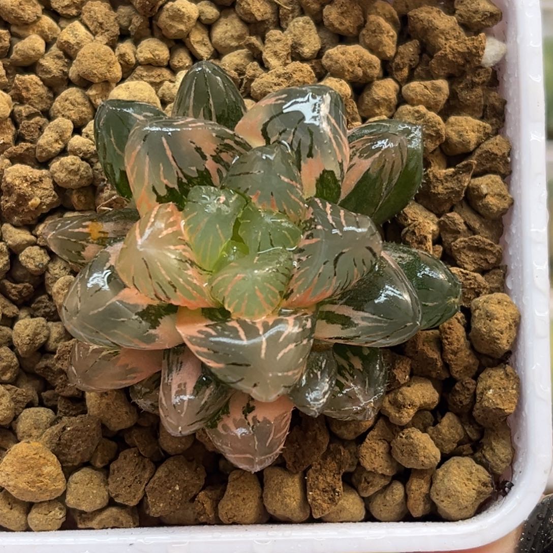 32冰灯玉露锦福利专场