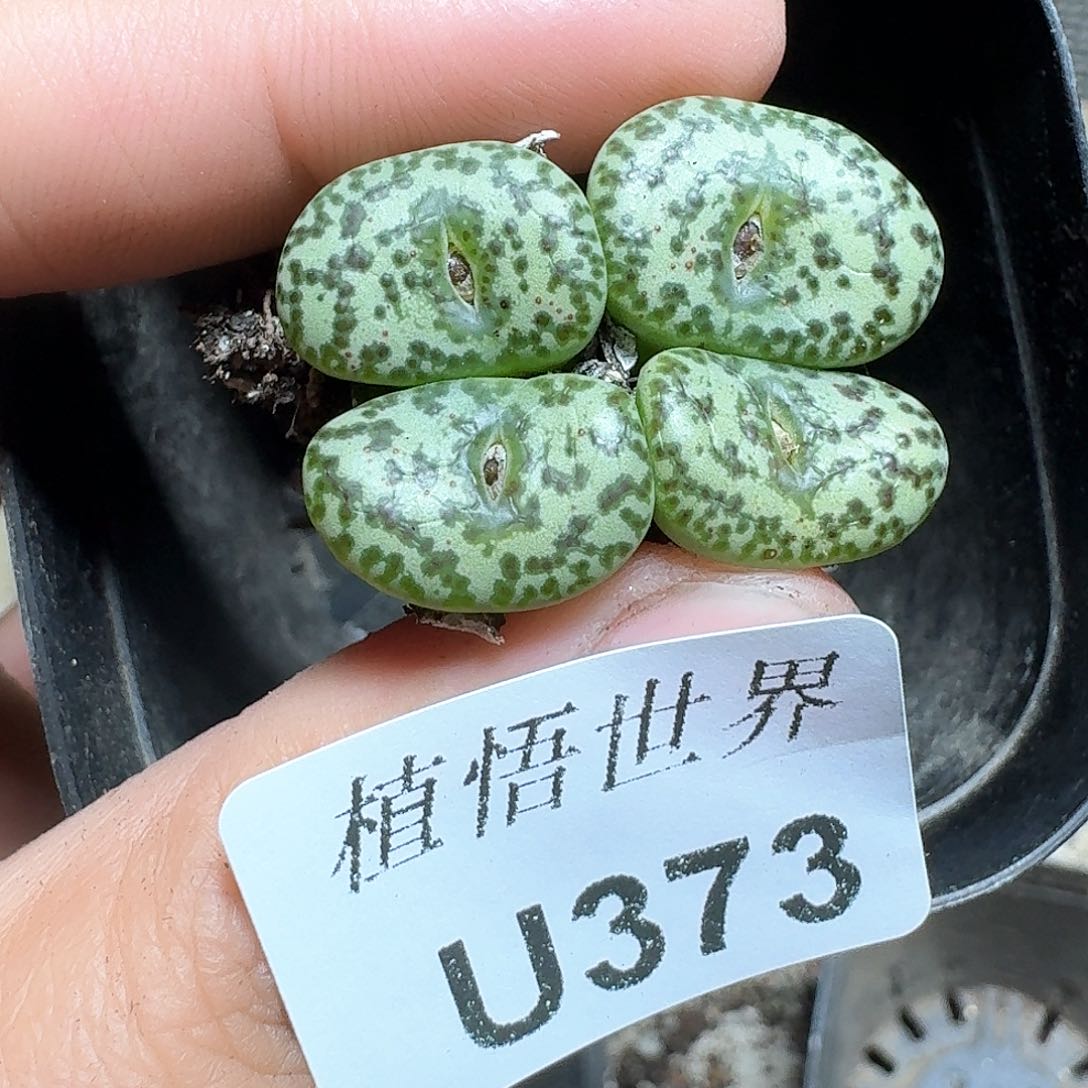 373盒多肉植物哇c f