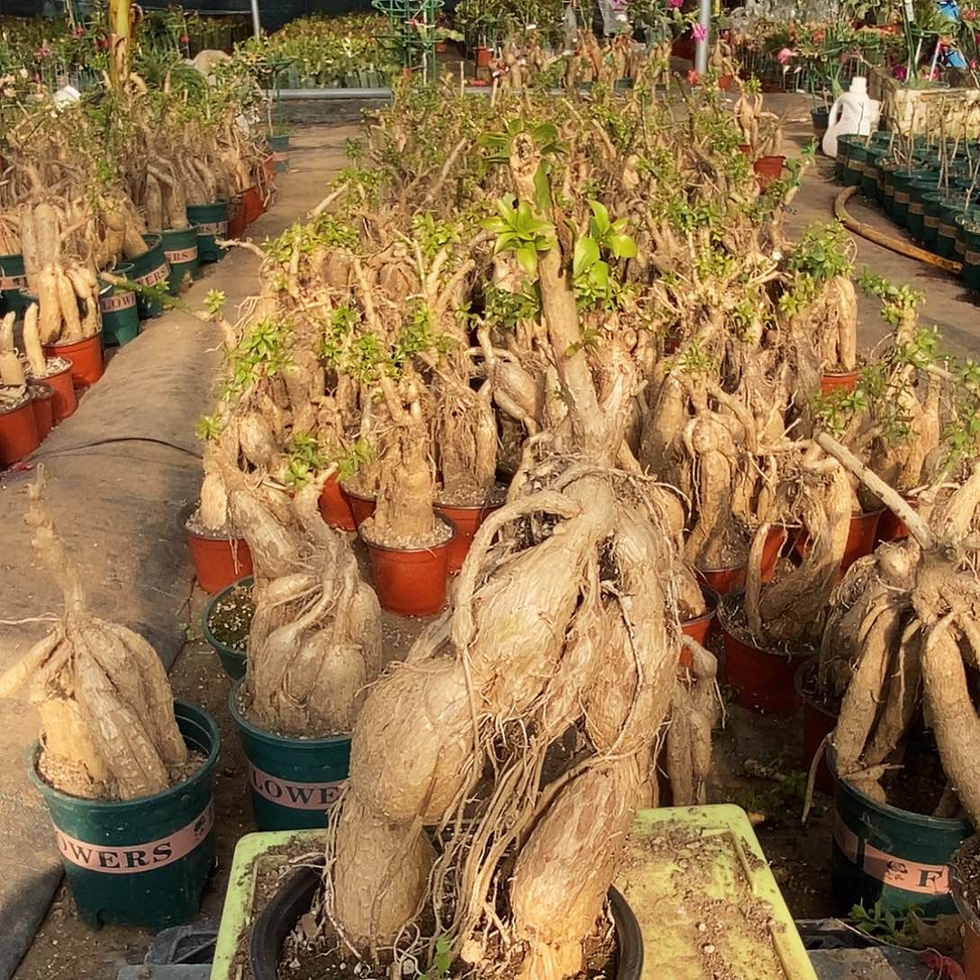 (***。完全开放月之桂一物一拍