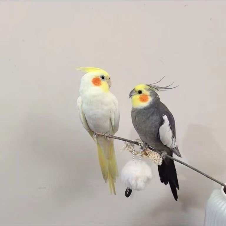 手养玄风鹦鹉活体宠物适合家养亲人粘人