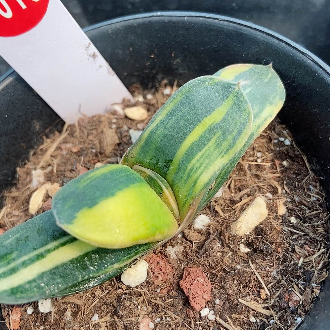 用****01016卧牛实生锦带盆发货